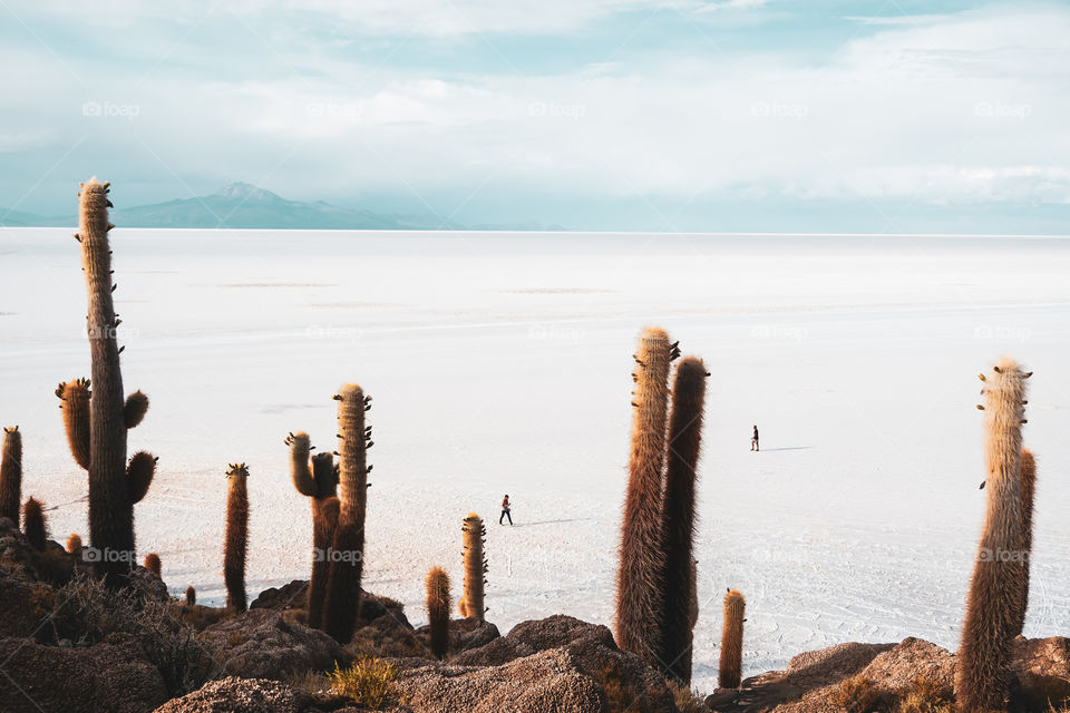 On a cactus island in the middle of the salt flats