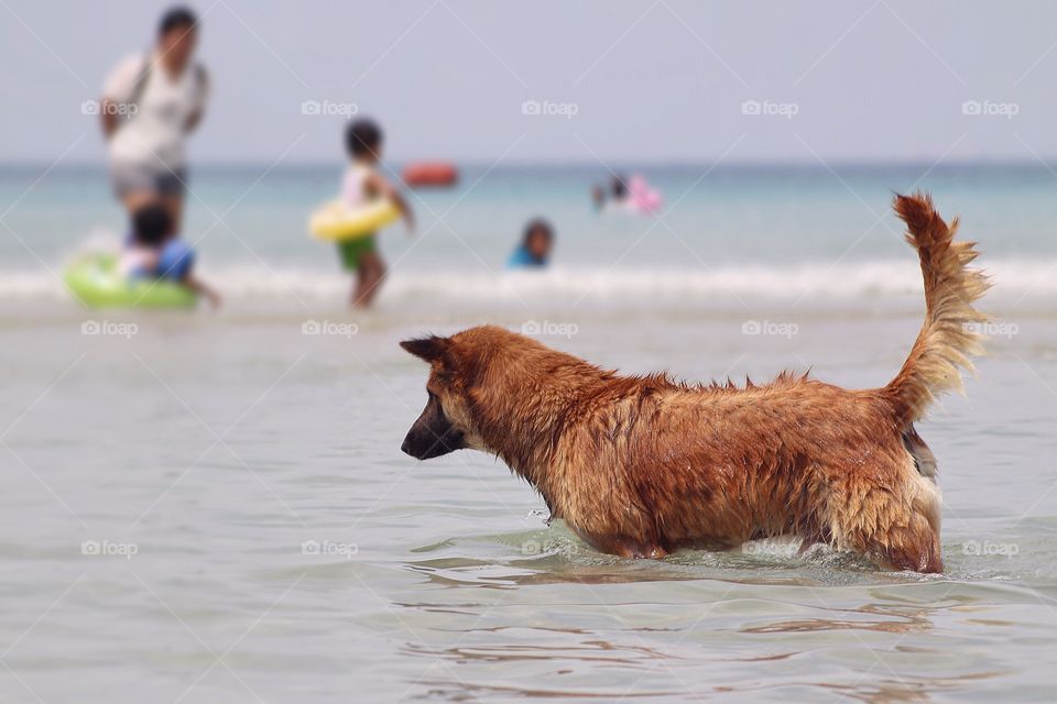 Dogs walking in the sea To loosen the heat