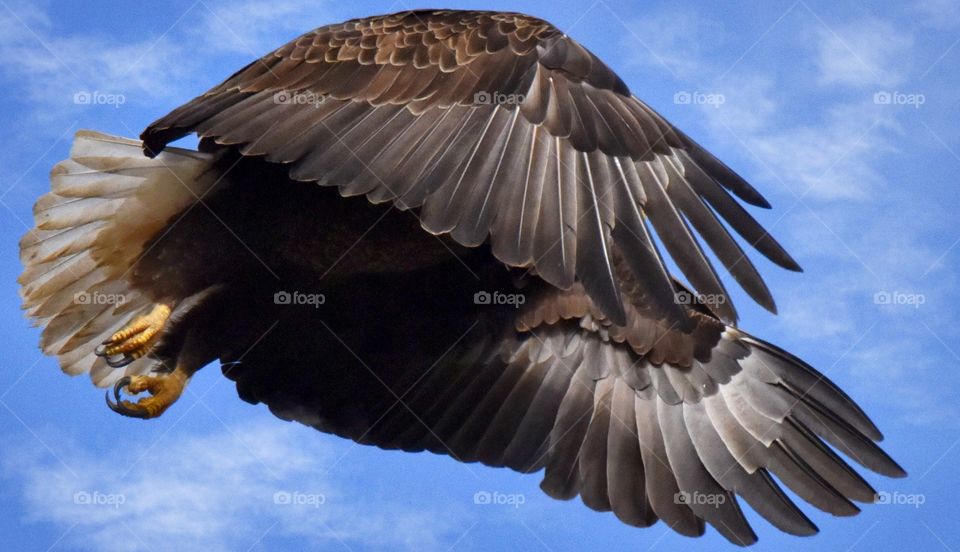 A breathtaking bald eagle in flight on a blue sky day. This photo captures his wings and feathers.