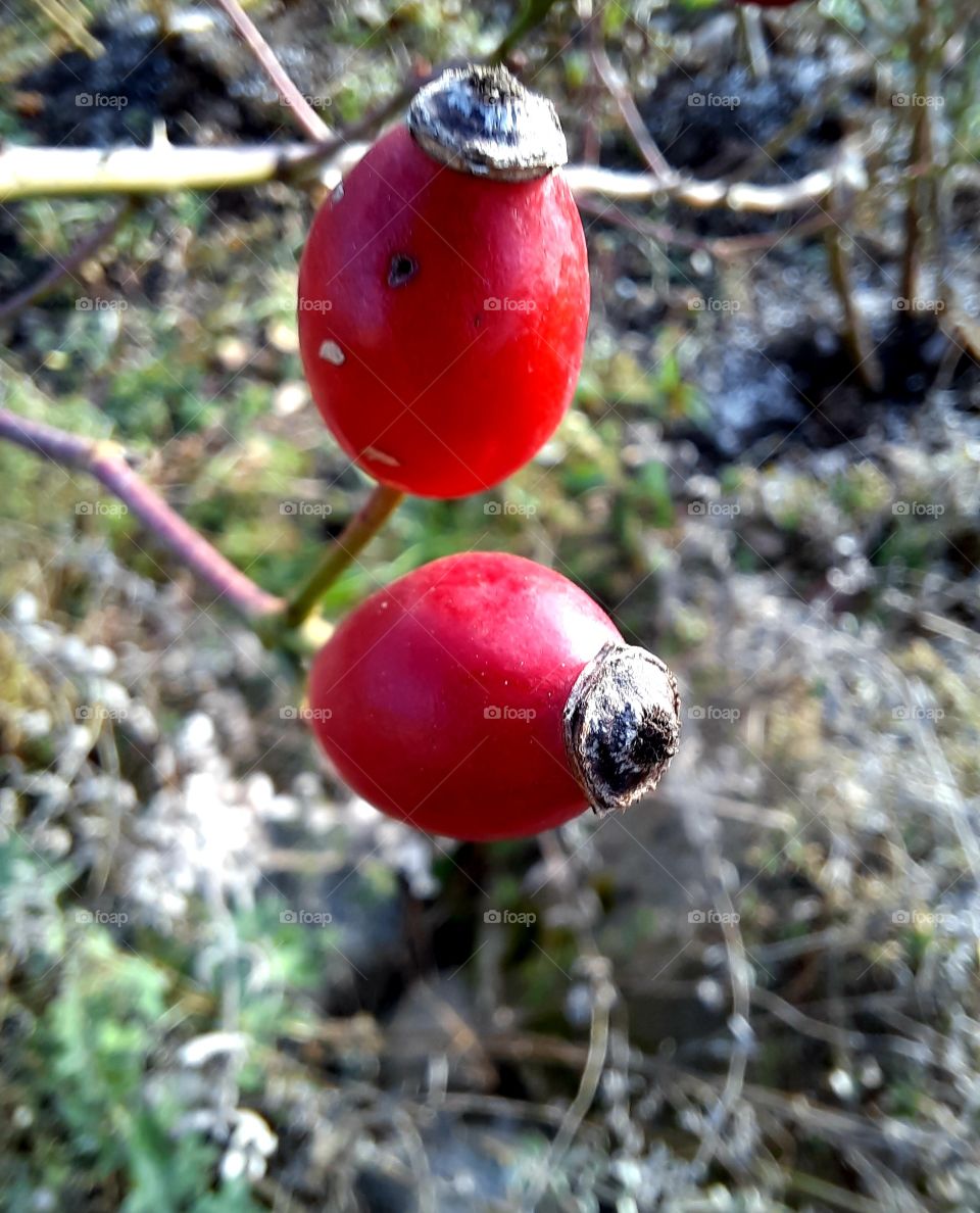 two red wild rosehips in winter garden