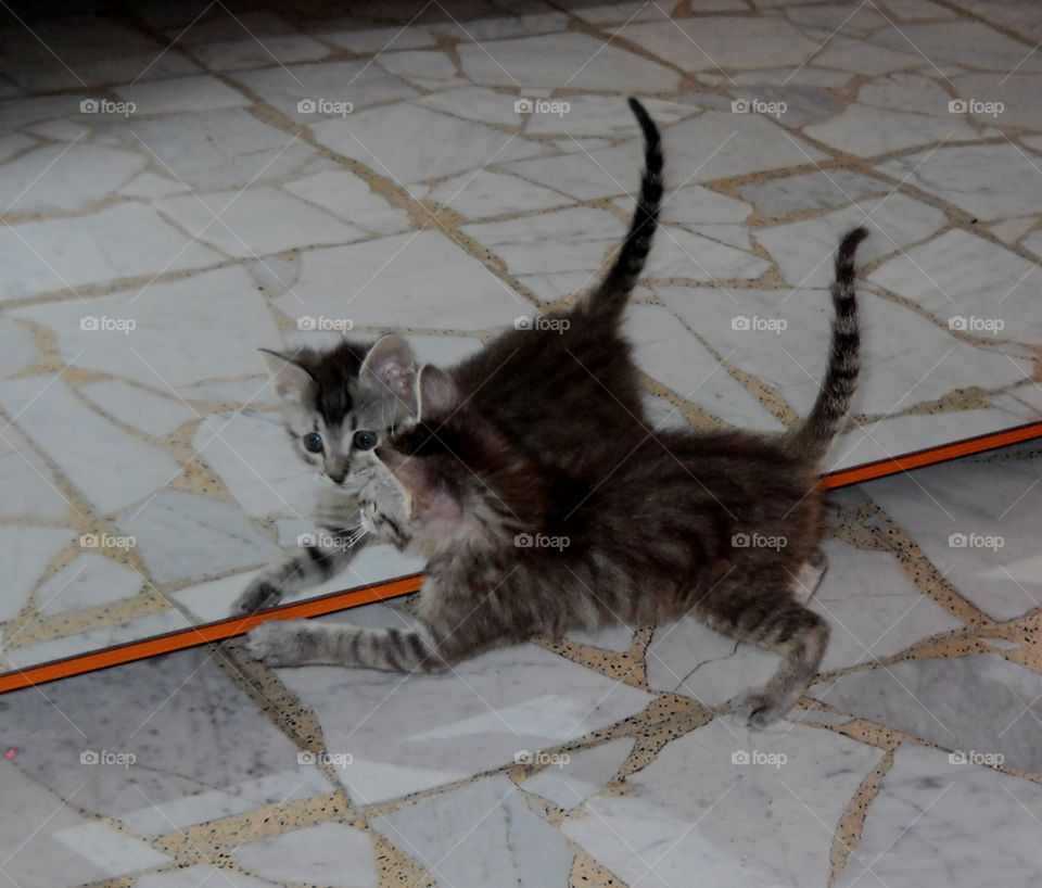 baby cat and the mirror