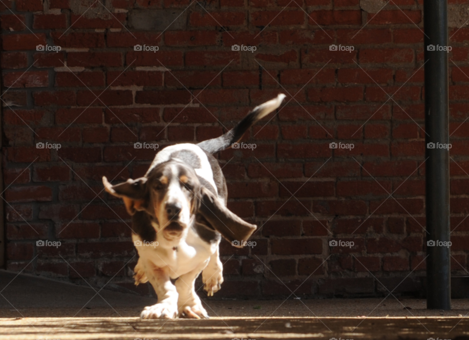 animal funny cute pet by lightanddrawing