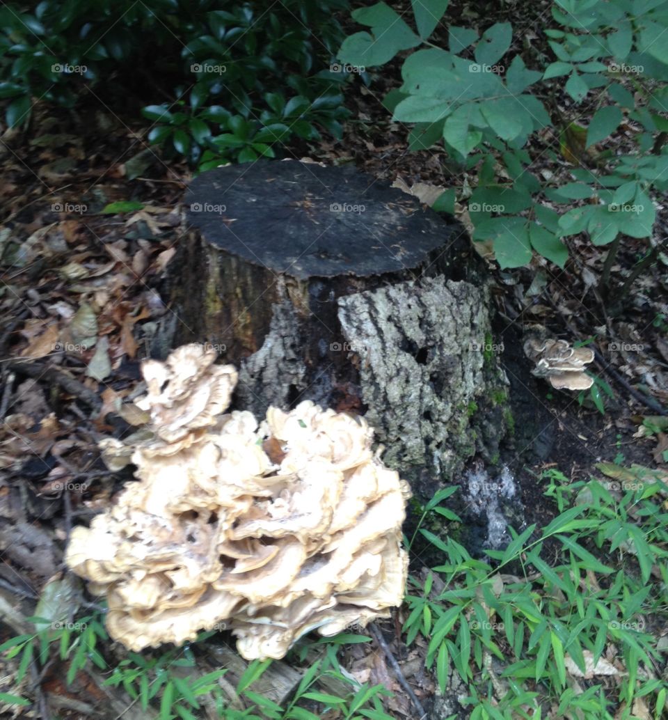 Mushroom Cluster Beside Tree Stump