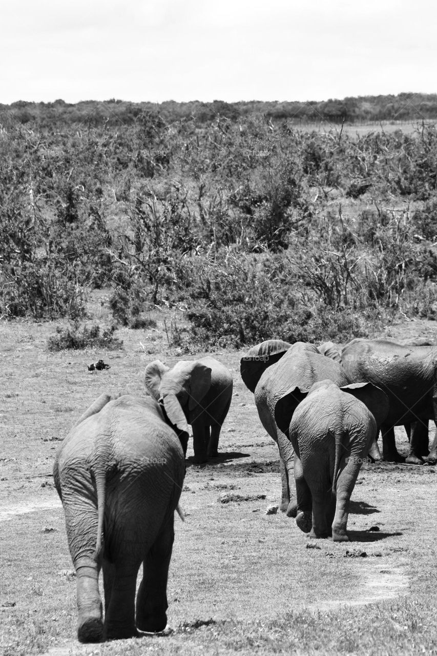 elephants leaving a waterhole.