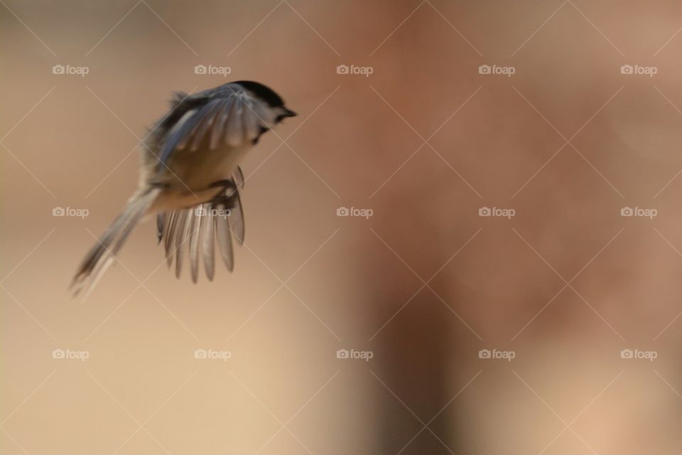 Flying Black-capped Chickadee Landing