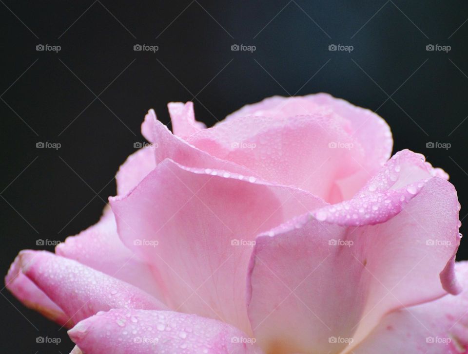 pink rose