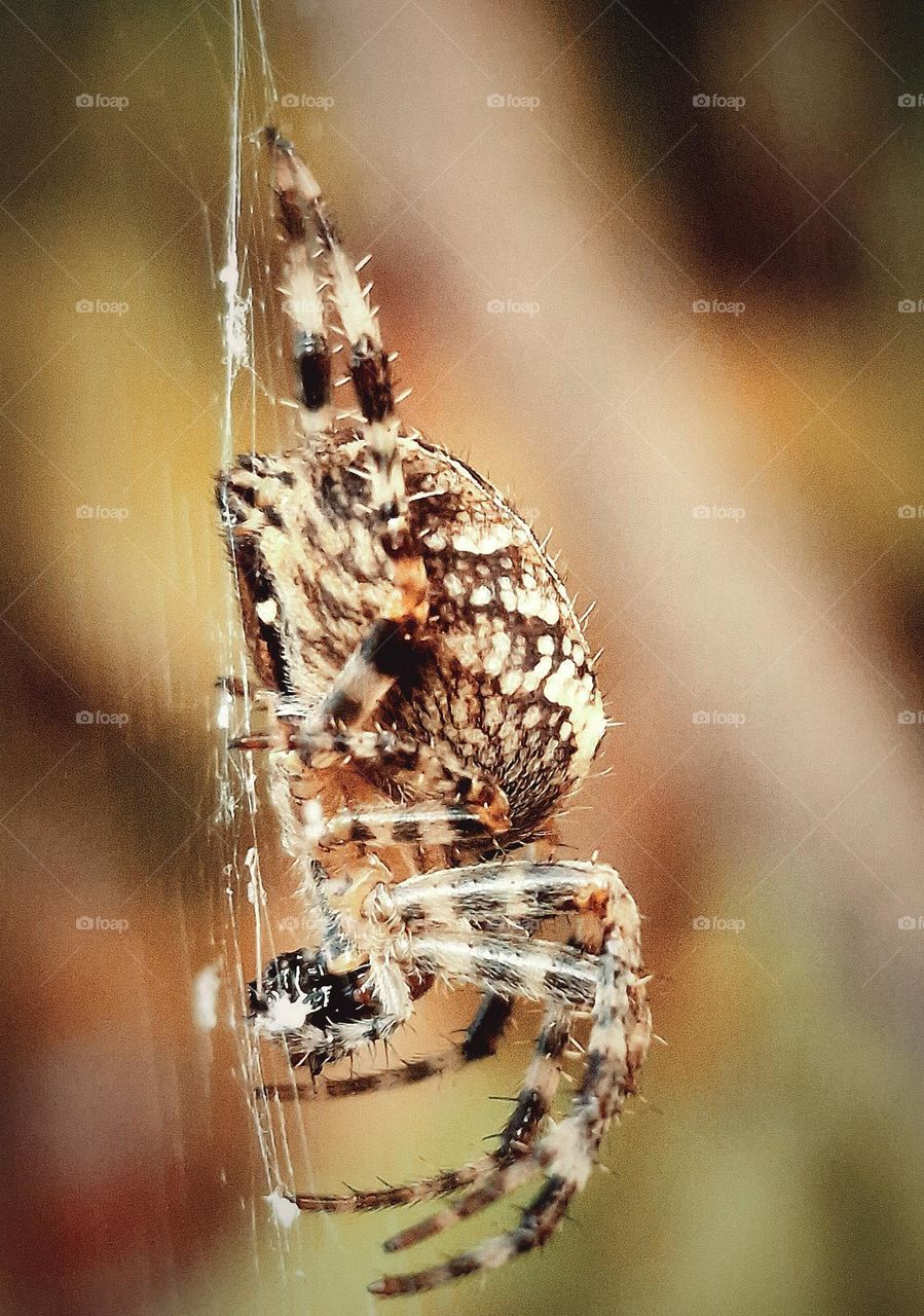 spider in autumn
