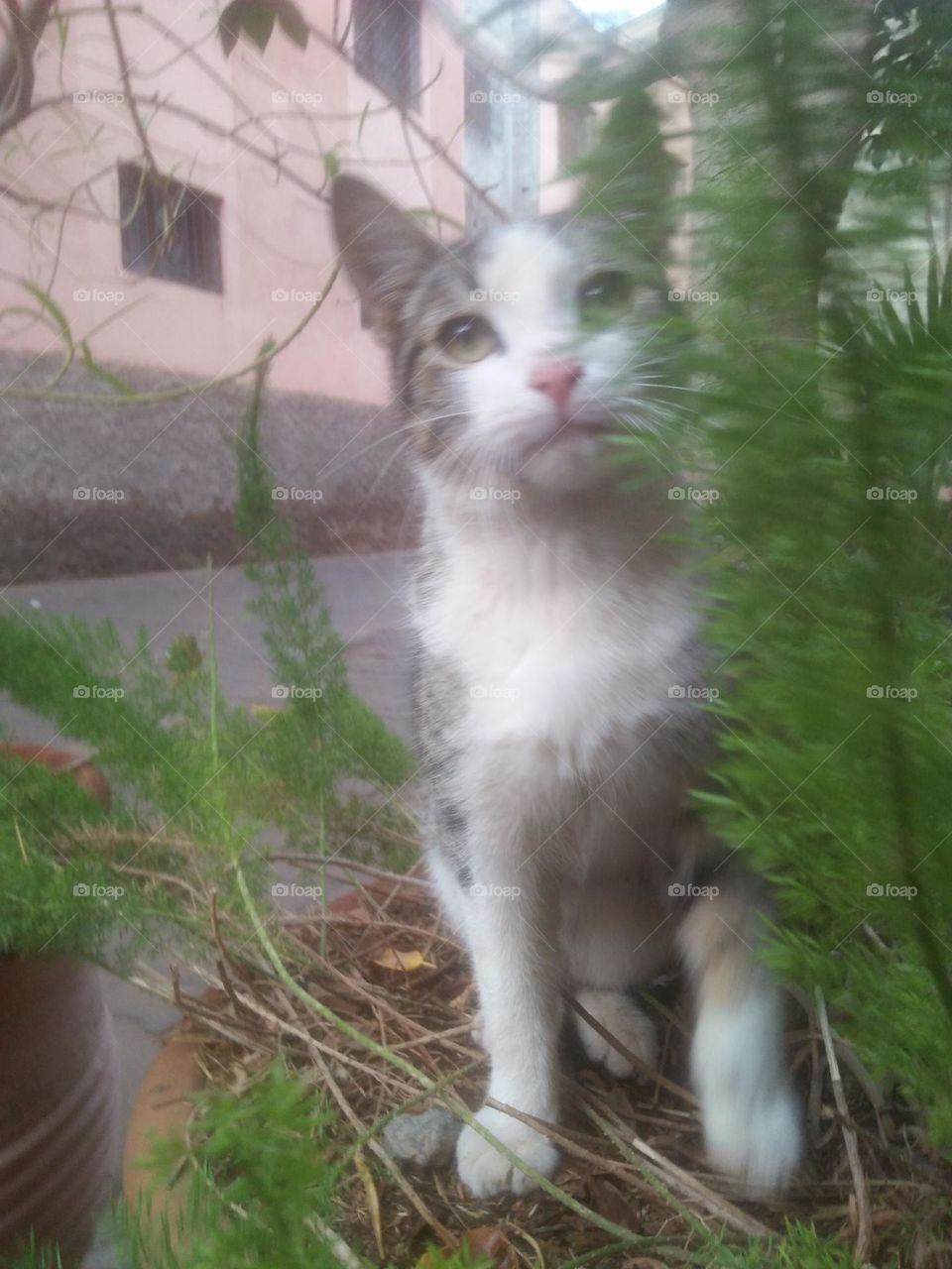 Beautiful cat looking at camera.