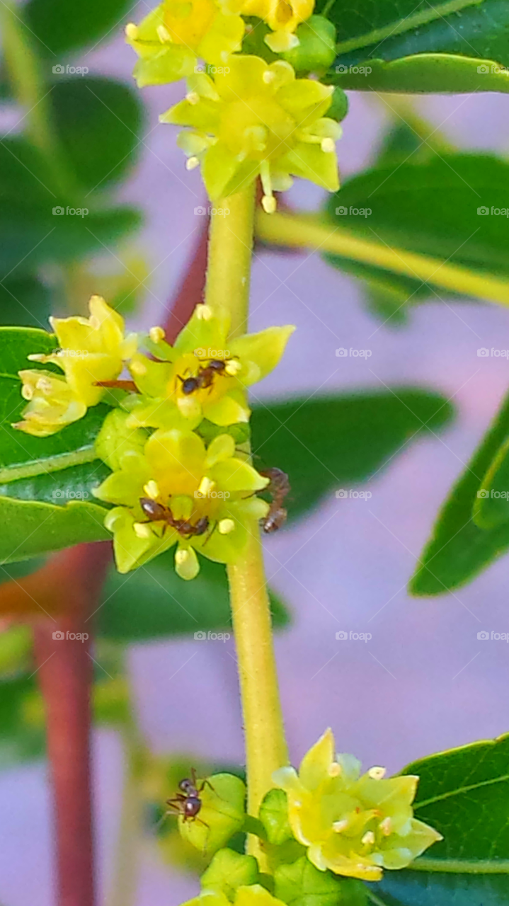 "Tiny yellow flowers & Ants"