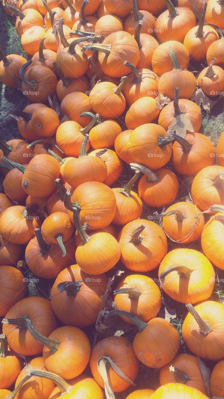 pumpkin pile