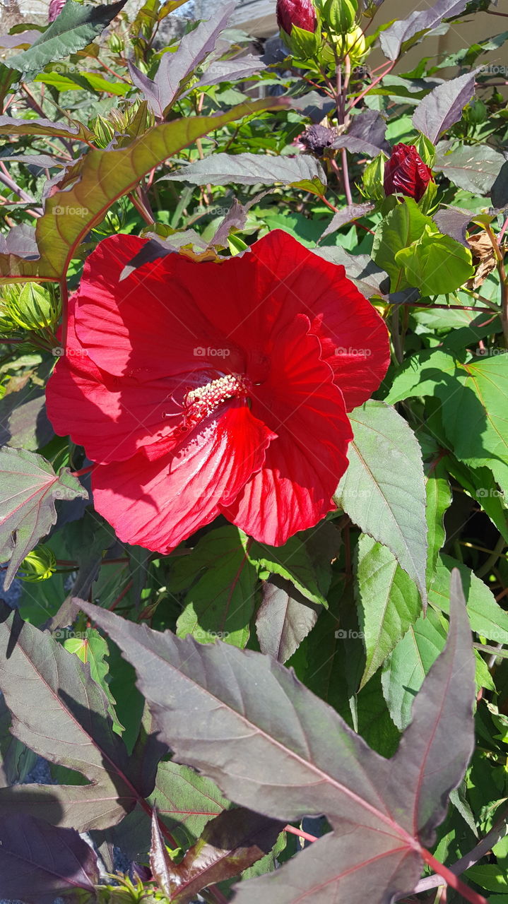 Red flower!