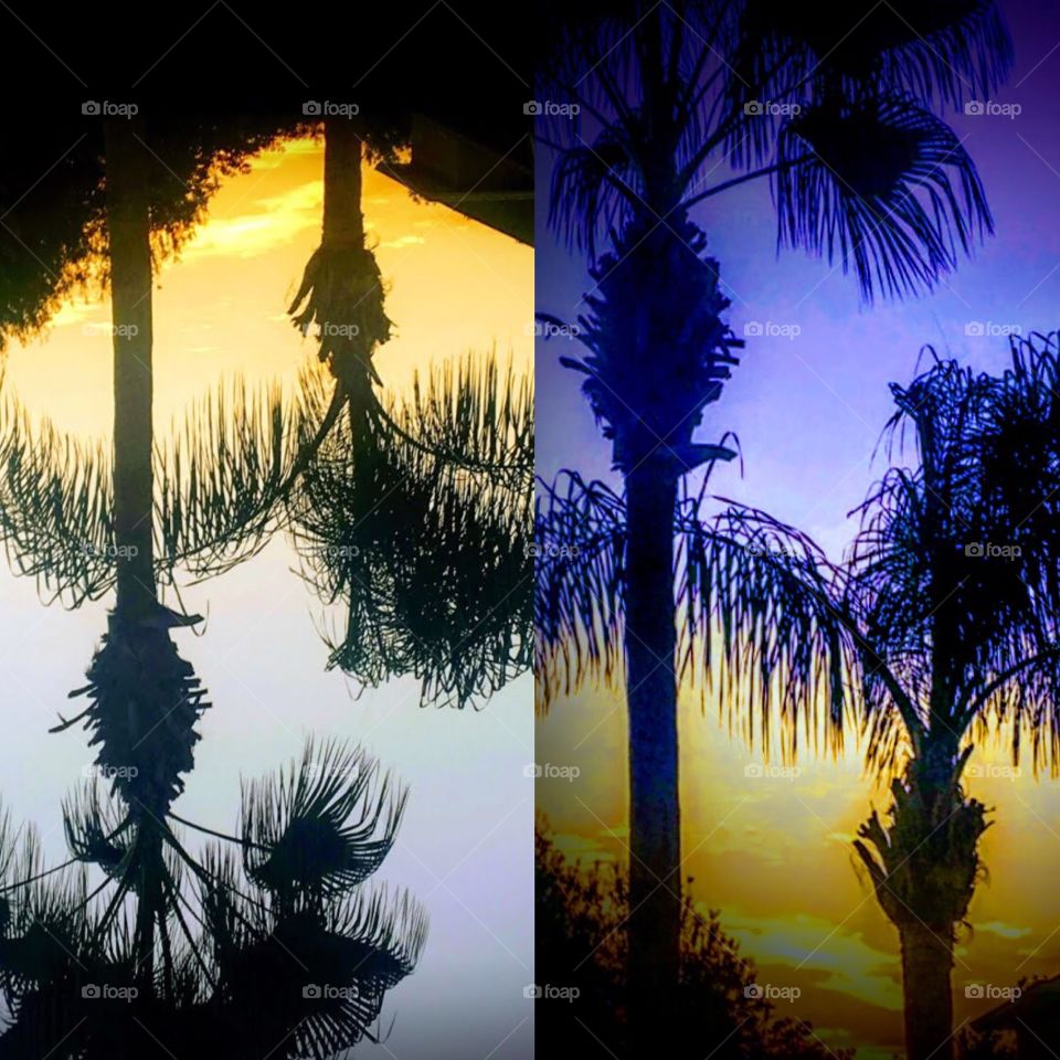 Sunrise Palms pattern