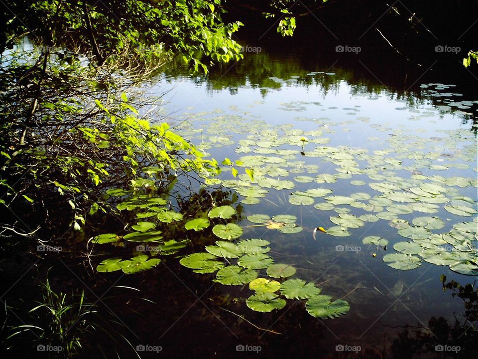 Lily pads in lake