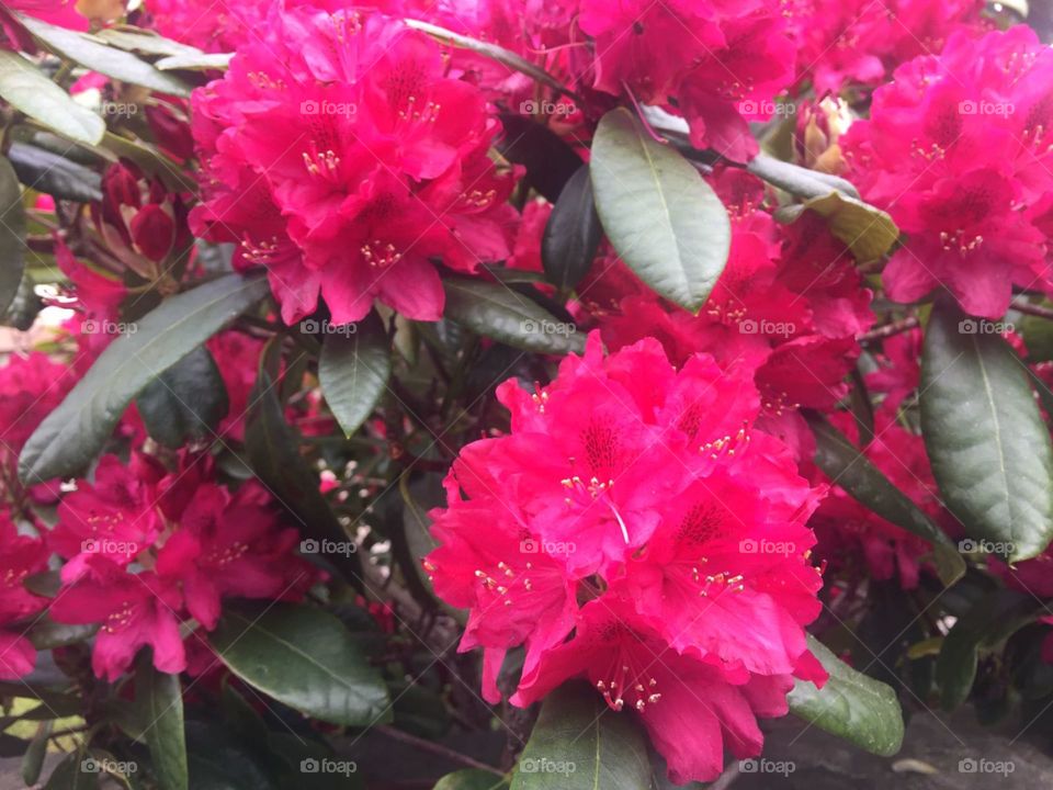 spring. flowers. beauty