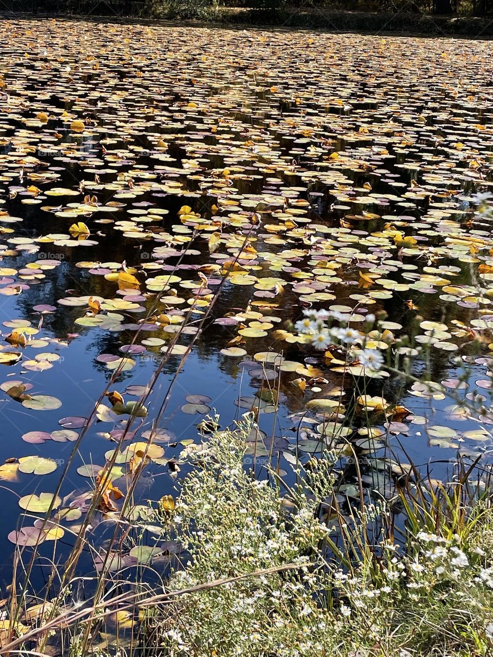Lilly pond dying off fall weather autumn 