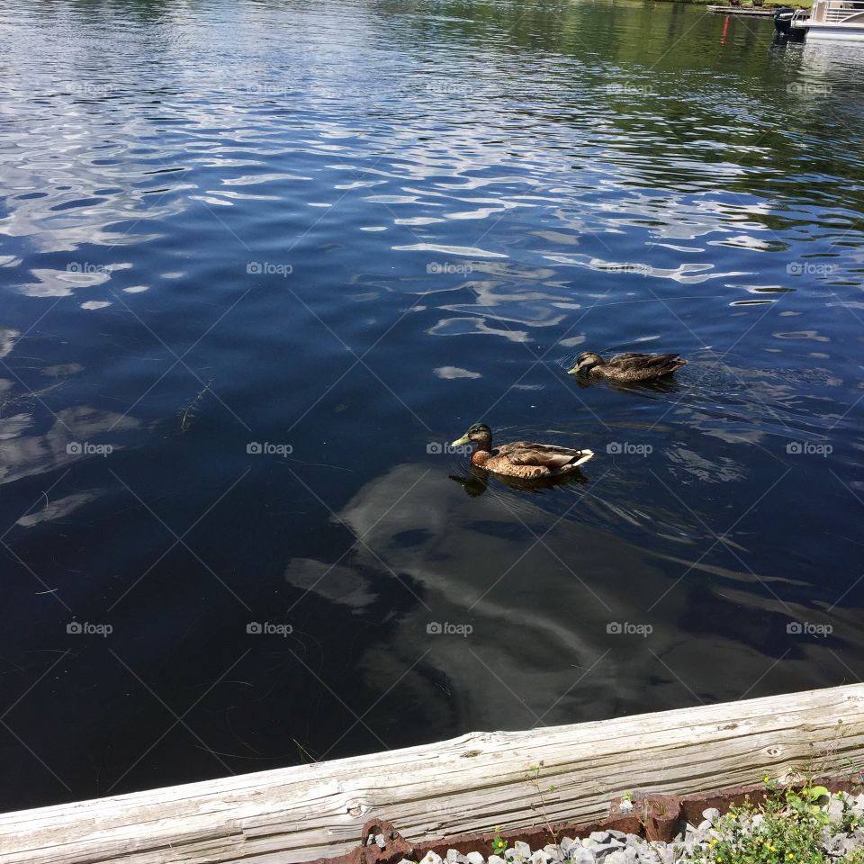 Two ducks on the pond 