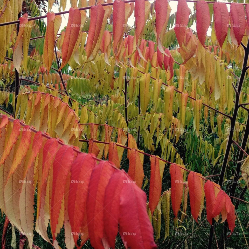 Autumn leafs