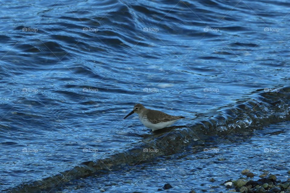 Sandpiper looking for food in shallow water