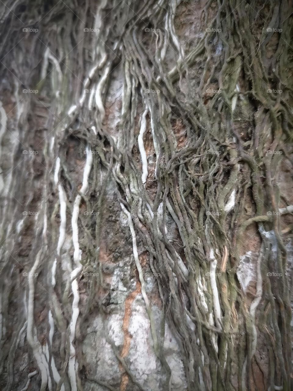 root background photo