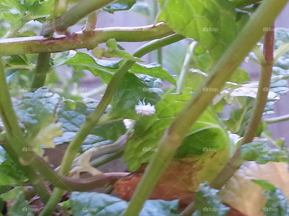 fluffy hairy white caterpillar on my mint plant