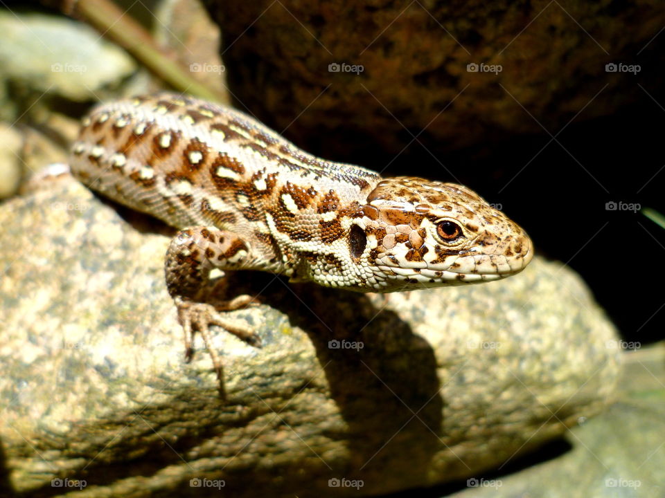 Sand lizard is sitting on the rock and has sunbathing