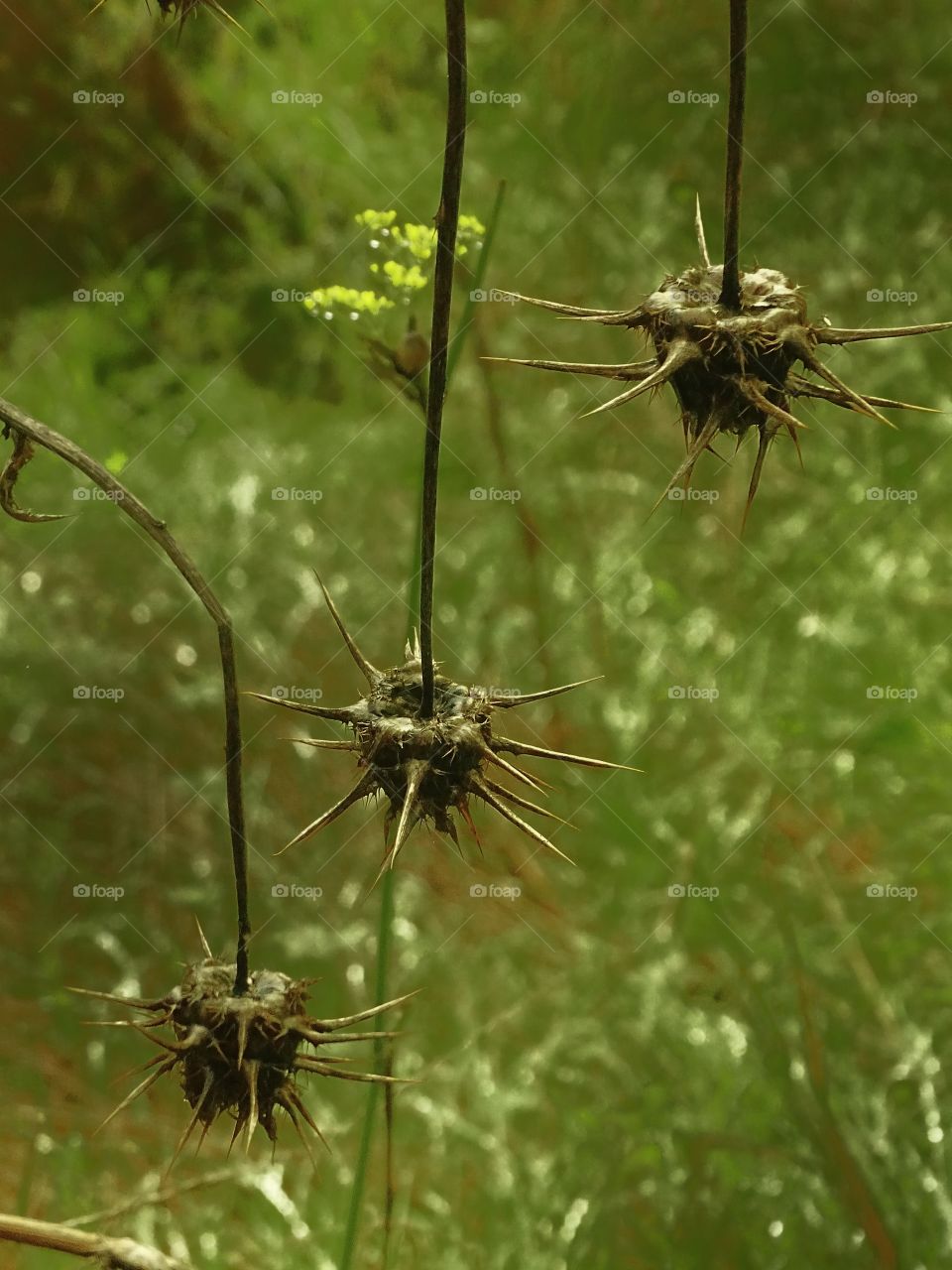 The three pendants that nature gives you