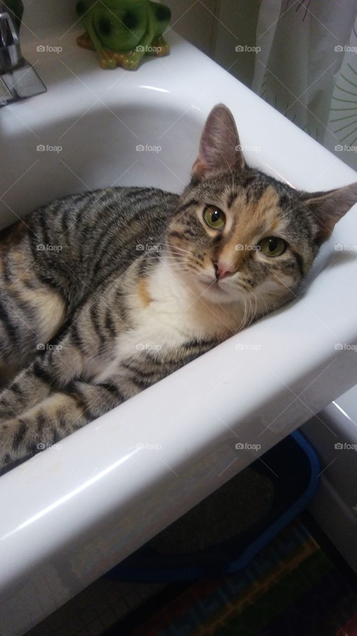 Kitty in sink