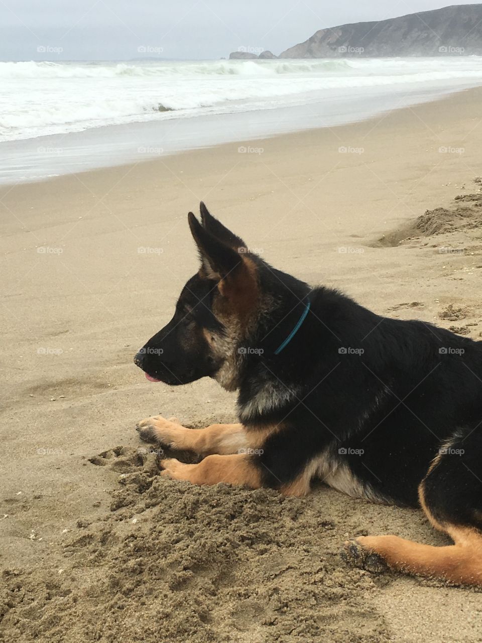 German Shepherd Puppy first time at the beach
