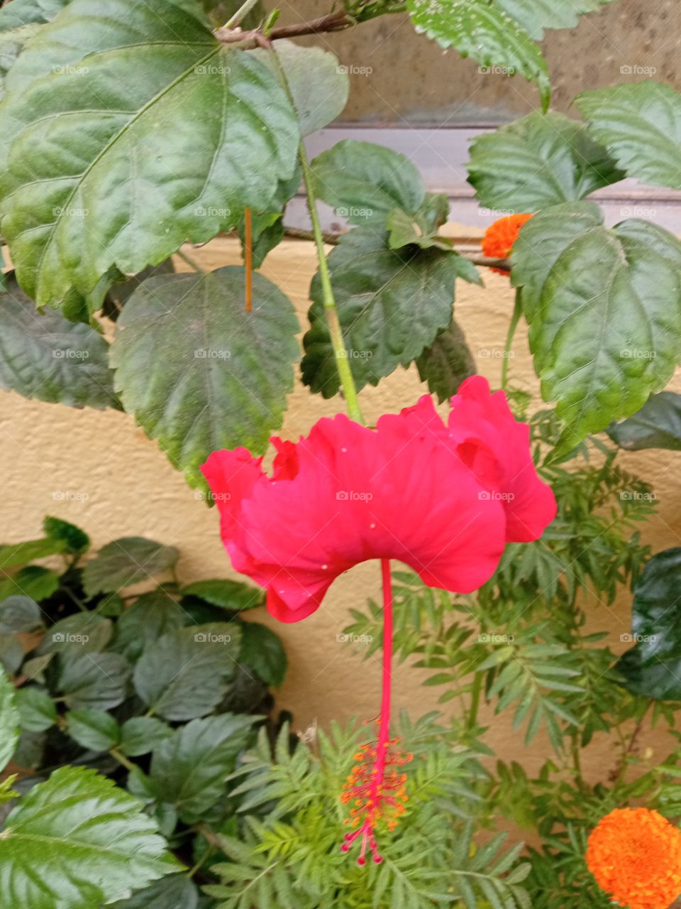 beautiful hibiscus🌺🌻🌹🌷