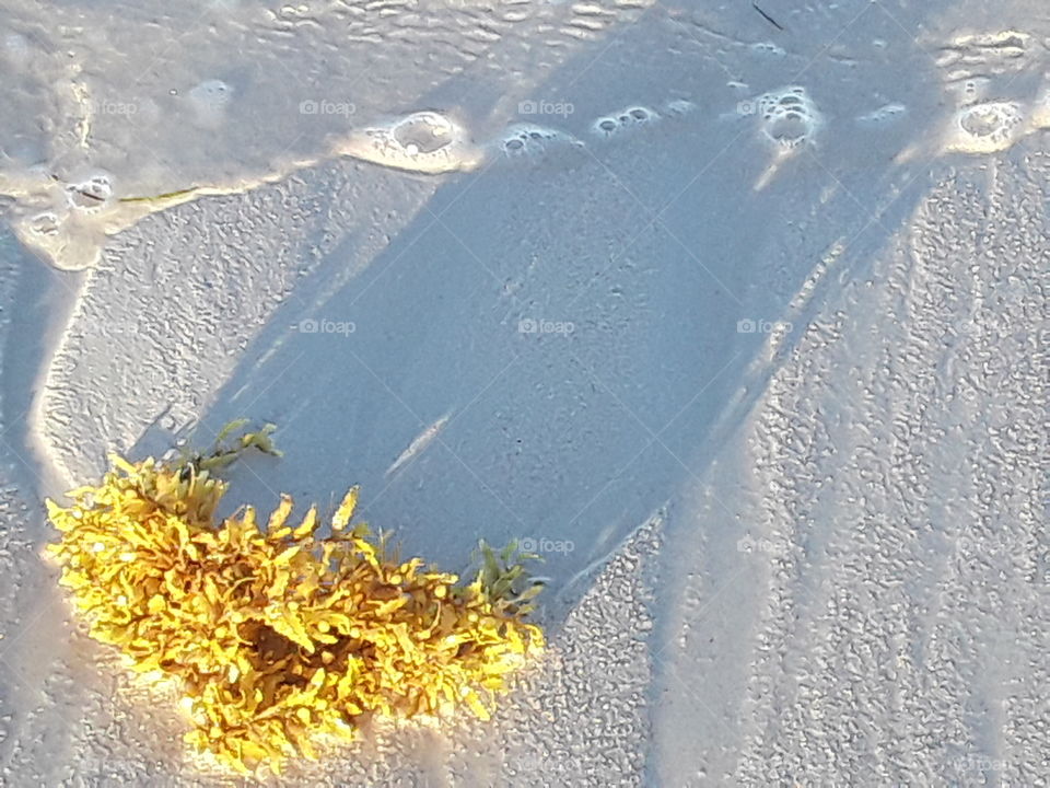 seaweed on the ocean in the Dominican Republic