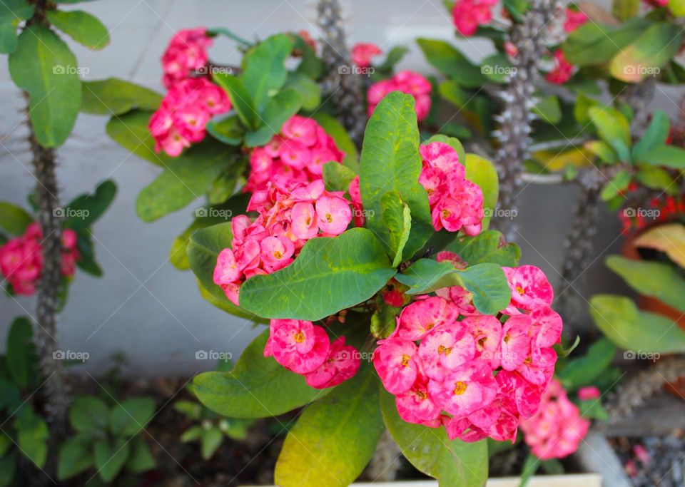 Euphoria milii or the torn of Christ,  decorative tropical plant with beautiful pink flowers