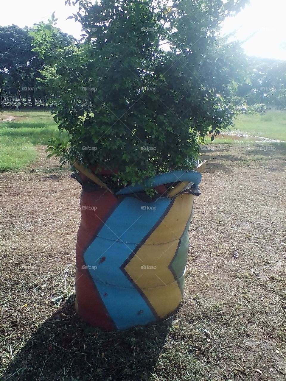 Trees in pots from used oil tanks painted red, yellow, blue grow lush