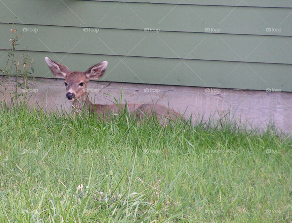 Fawn next to house