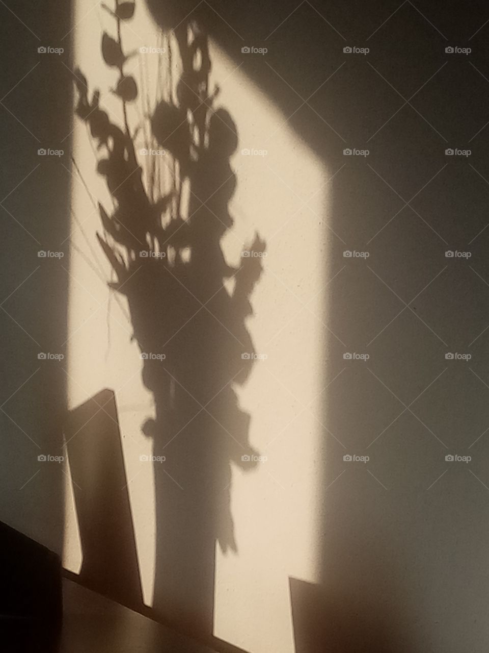 Looking for a Shedows