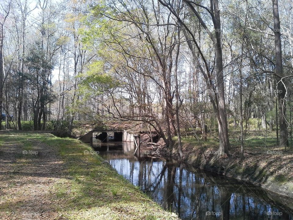 Creek in Spring