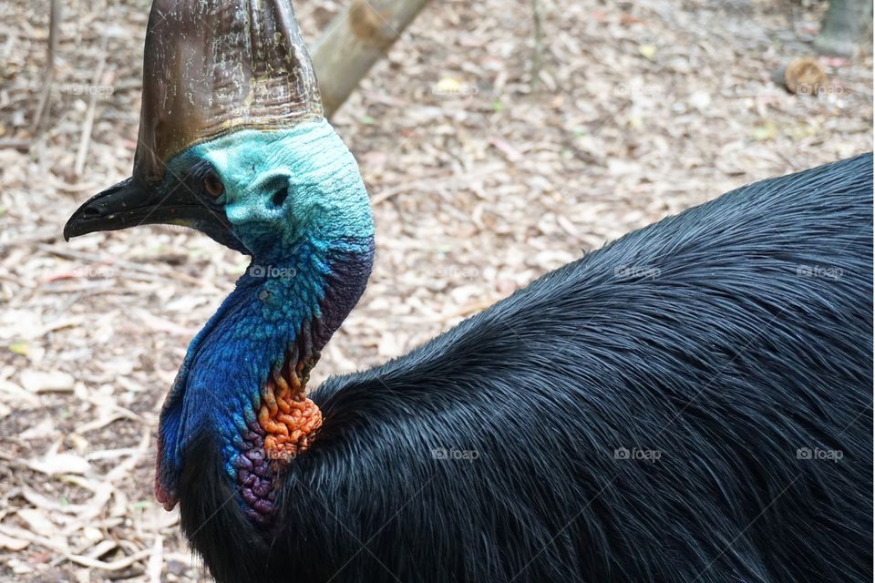 The elusive cassowary 