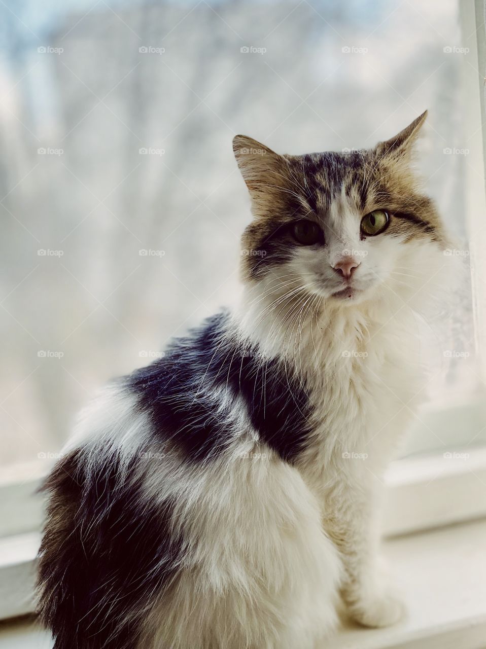 Indoor cat portrait