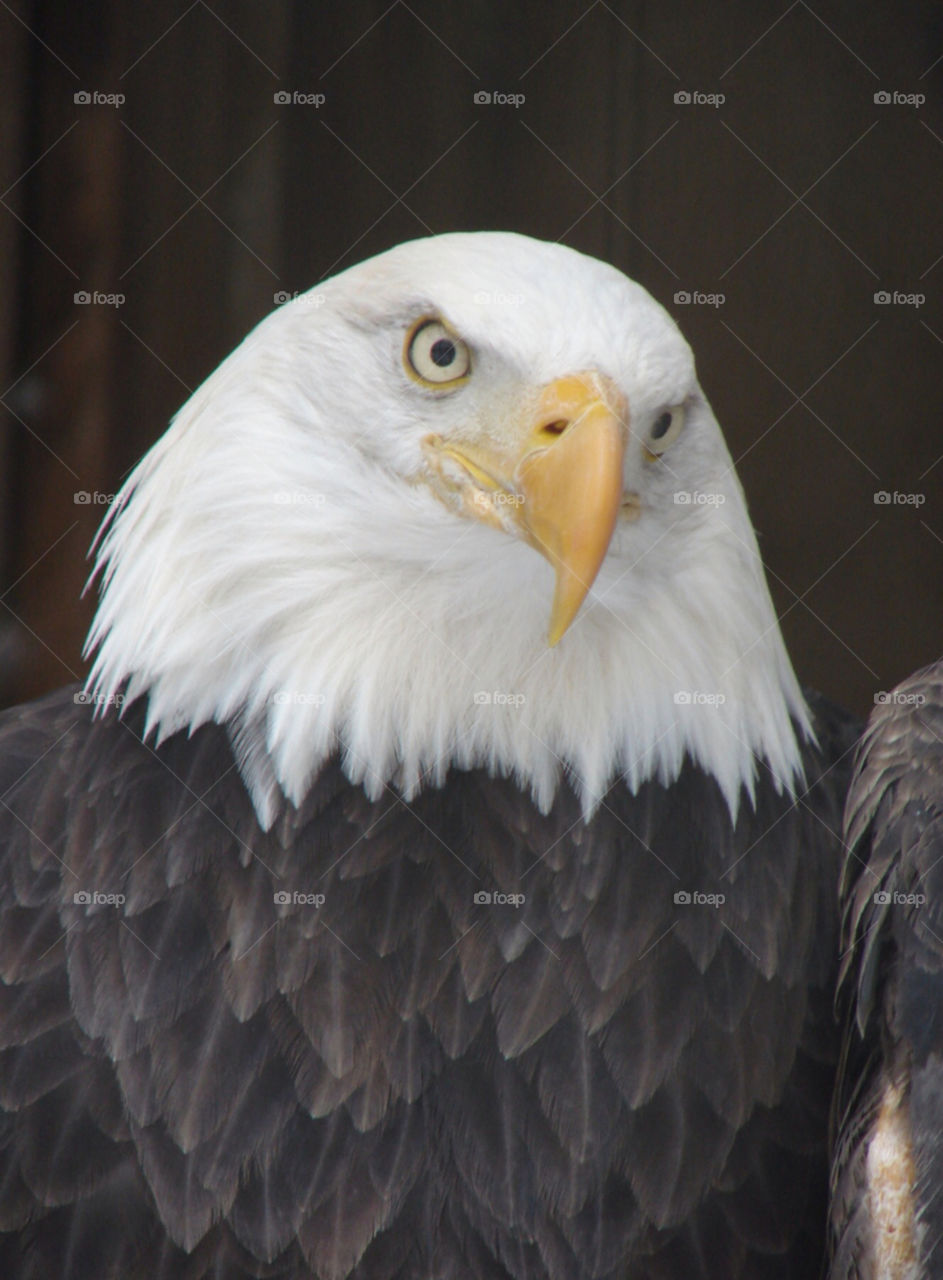 Bald headed eagle