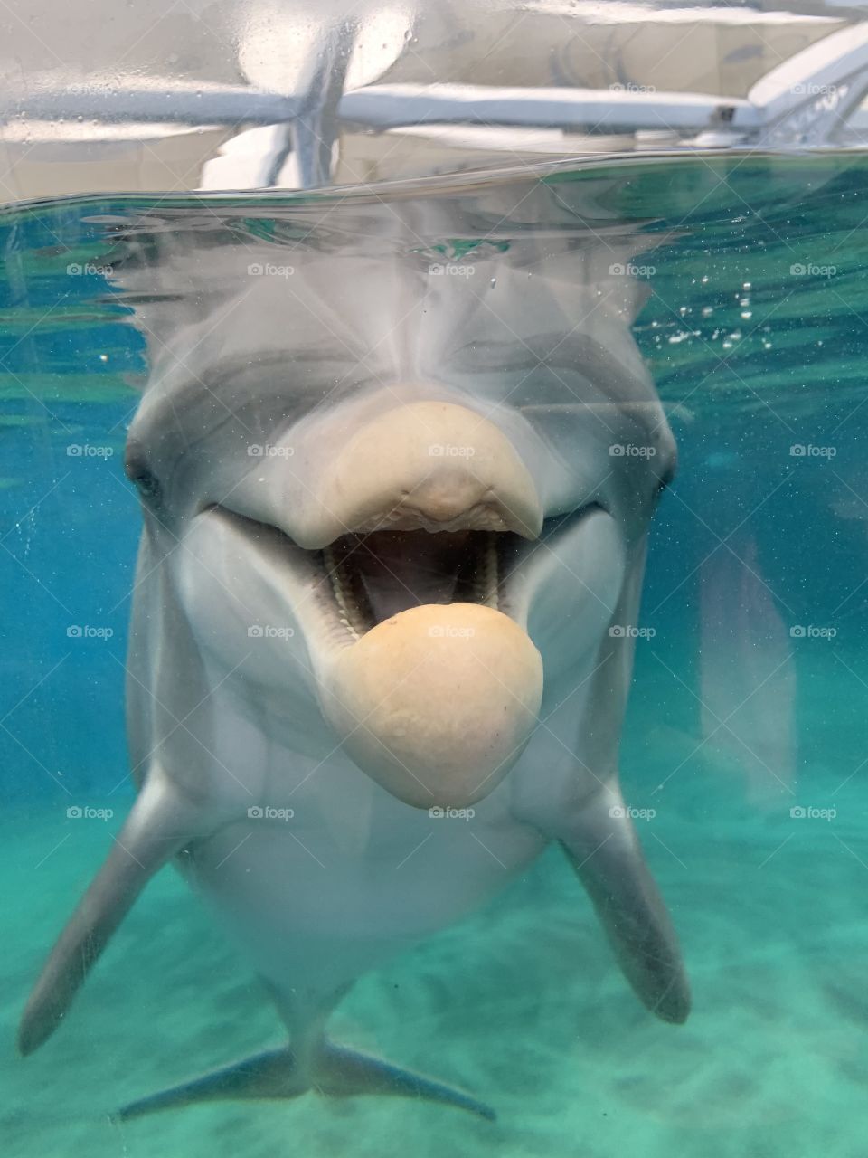 #day74 111319 SeaWorld Orlando.  Meet baby dolphin, Storm! Join me in the fun @Selsa_Susanna highlights or https://www.facebook.com/selsa.susanna