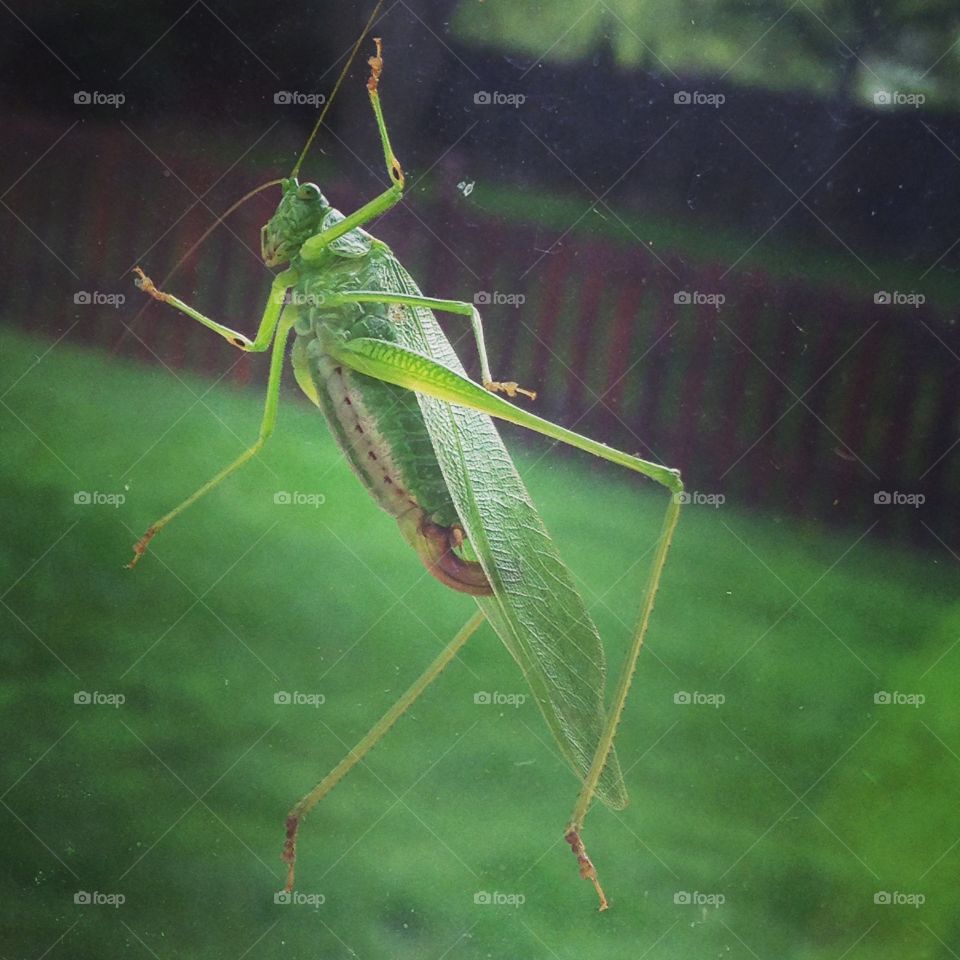 This grasshopper was sitting on the glass of our back door!