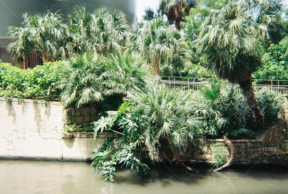Palms on the San Antonio Rio Del Paseo. Riverside palms