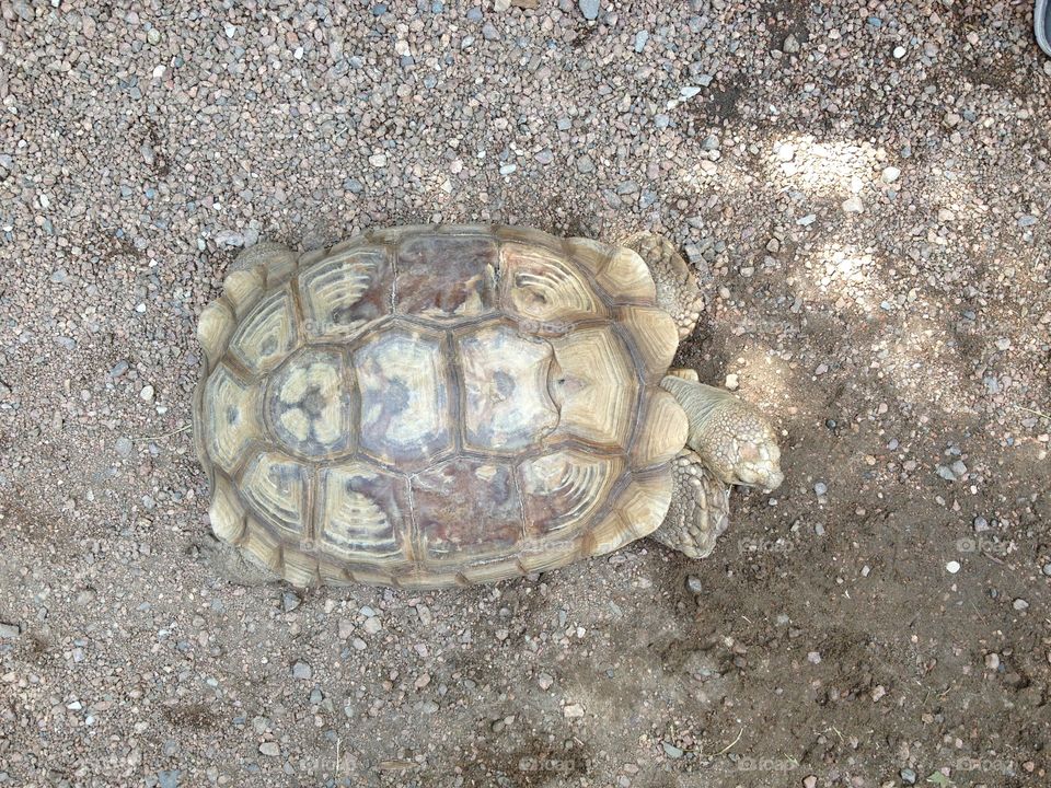 Tortoise