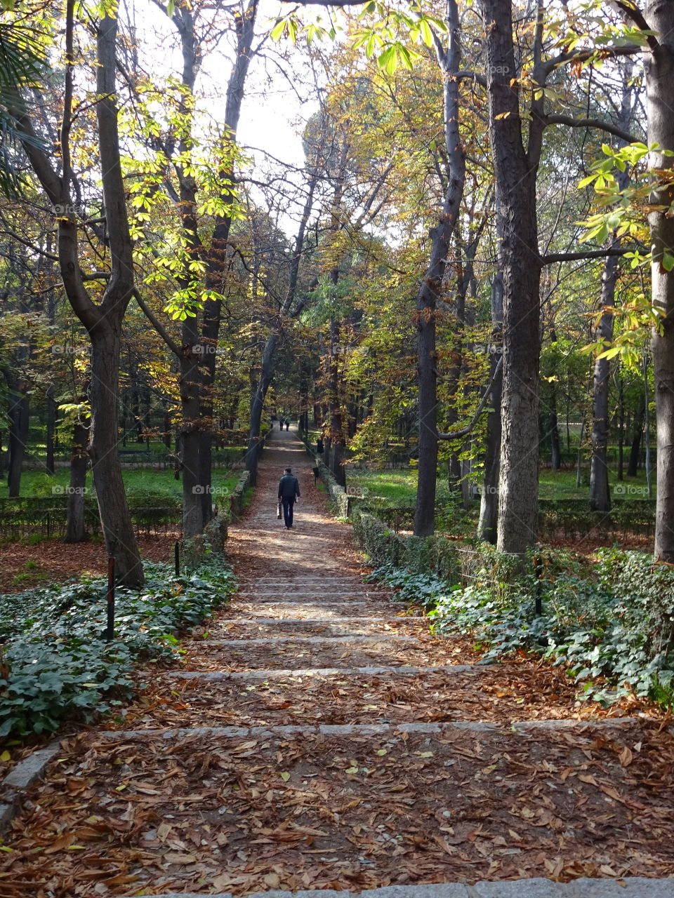 pathway trail