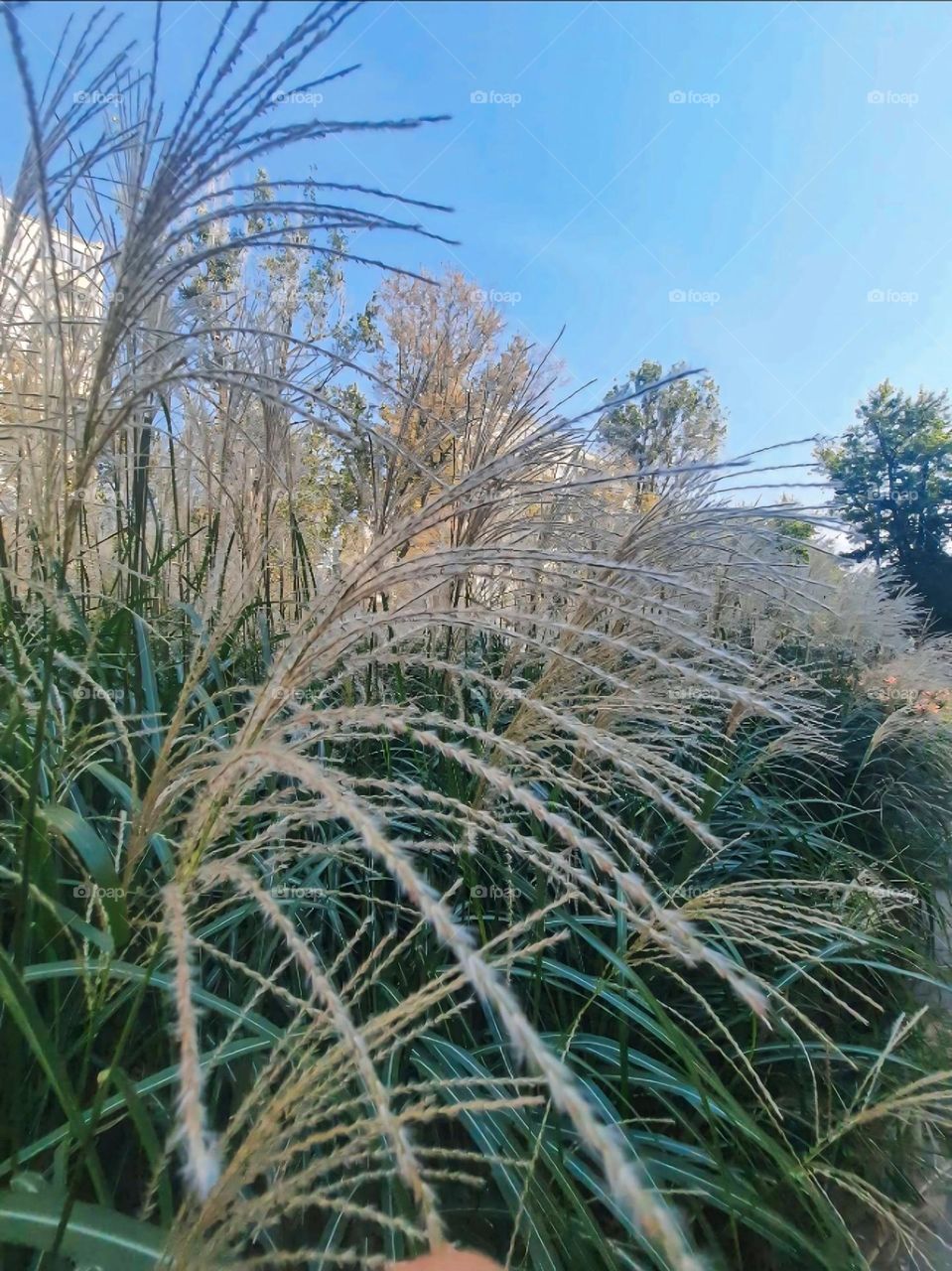 Serene Close-Up of Ornamental Grass Against a Clear Blue Sky