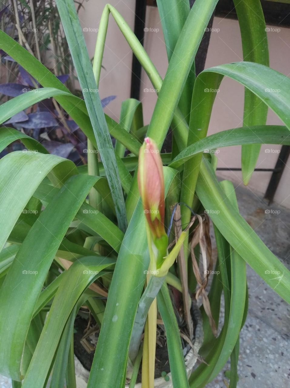 Lily pink colour bud shurb small in size fresh seasonal looking very beautiful generally found everywhere