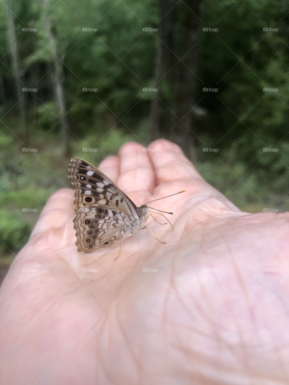 Moth on human hand 
