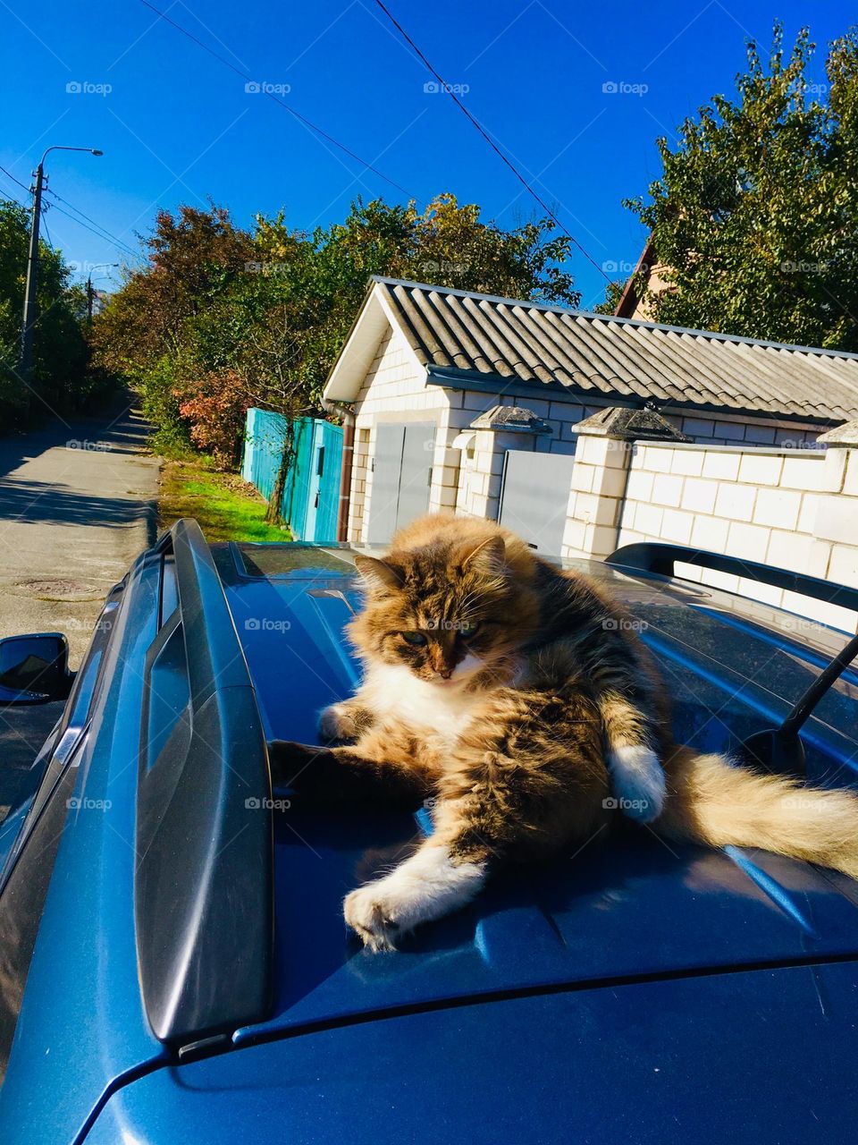 Cat and car