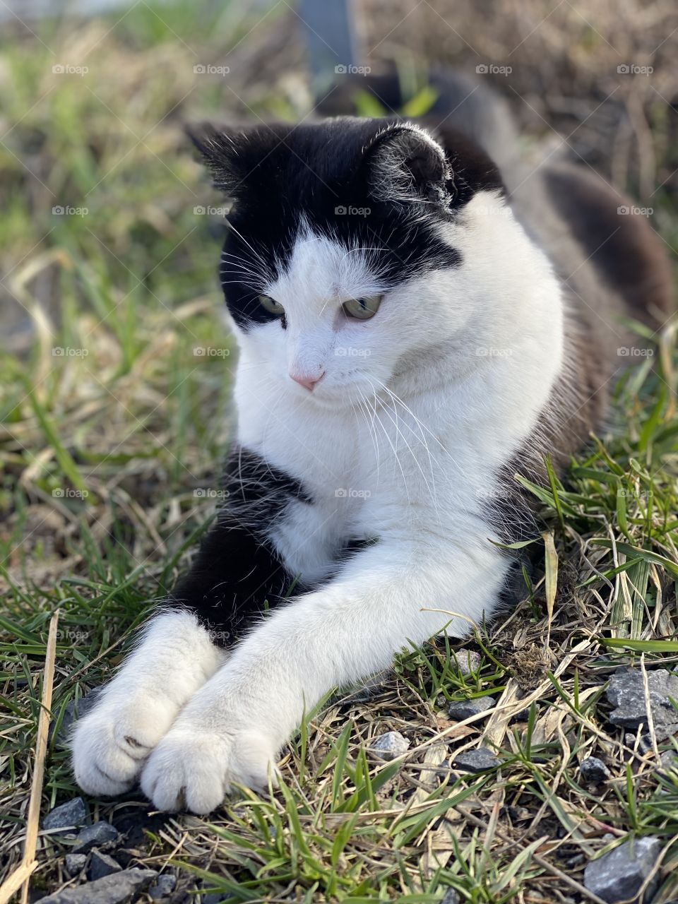 girl playing with a cat