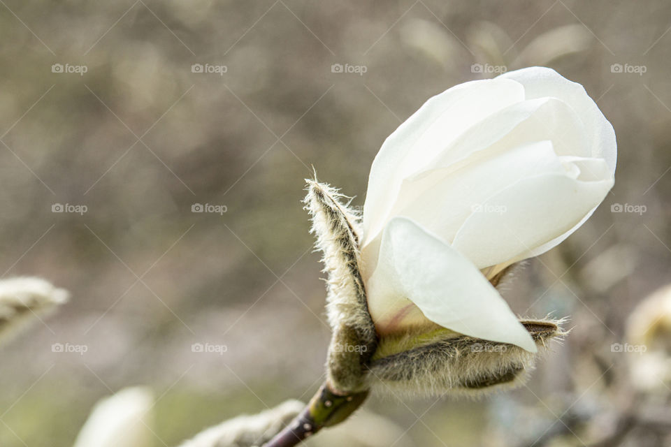 beautiful white blossom in spring