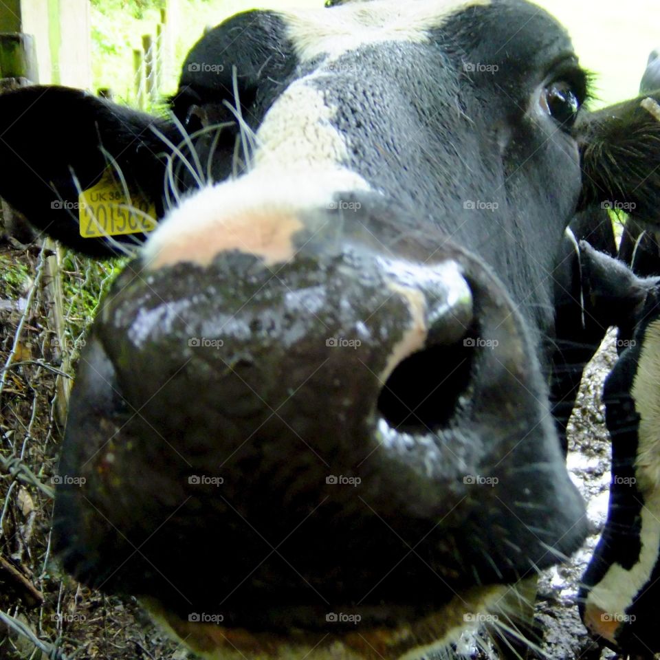 Nosy cow